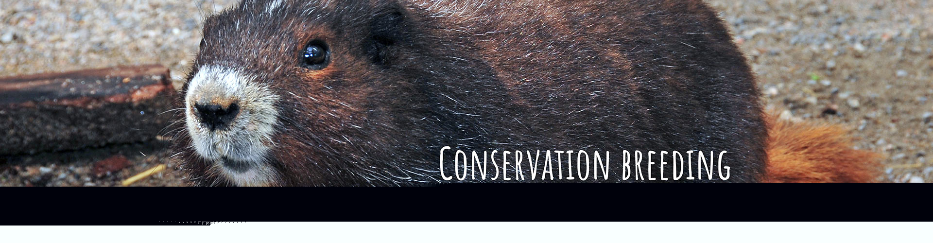 Conservation Breeding and Reintroduction - VIM