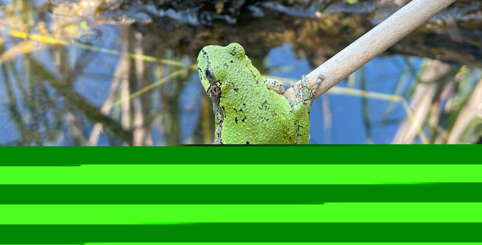 A grey treefrog seen near on of the acoustic monitors.