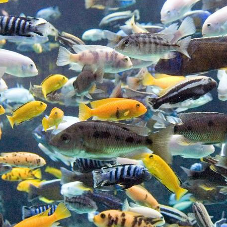 Many yellow, white and striped ciclid fish swimming