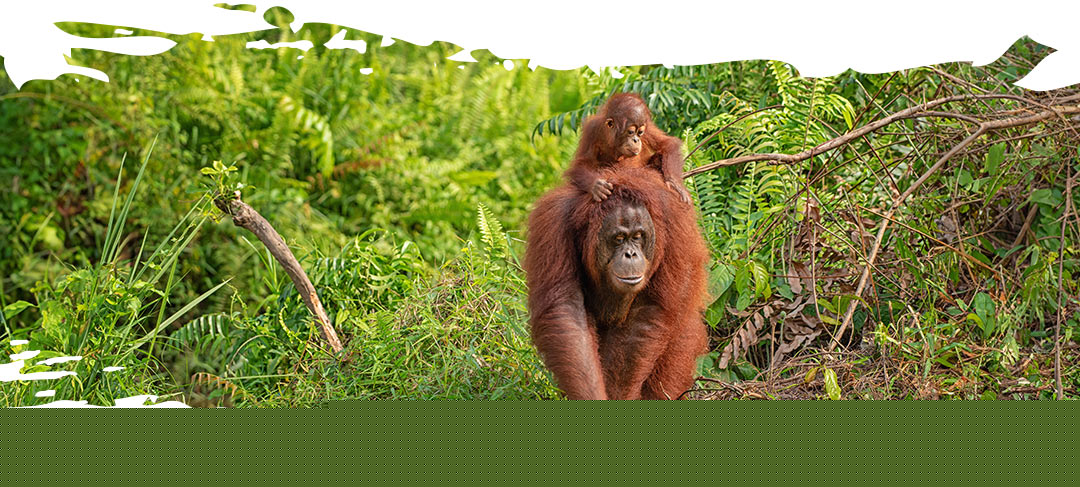 Orangutan mother with a baby on her back walking in the rainforest