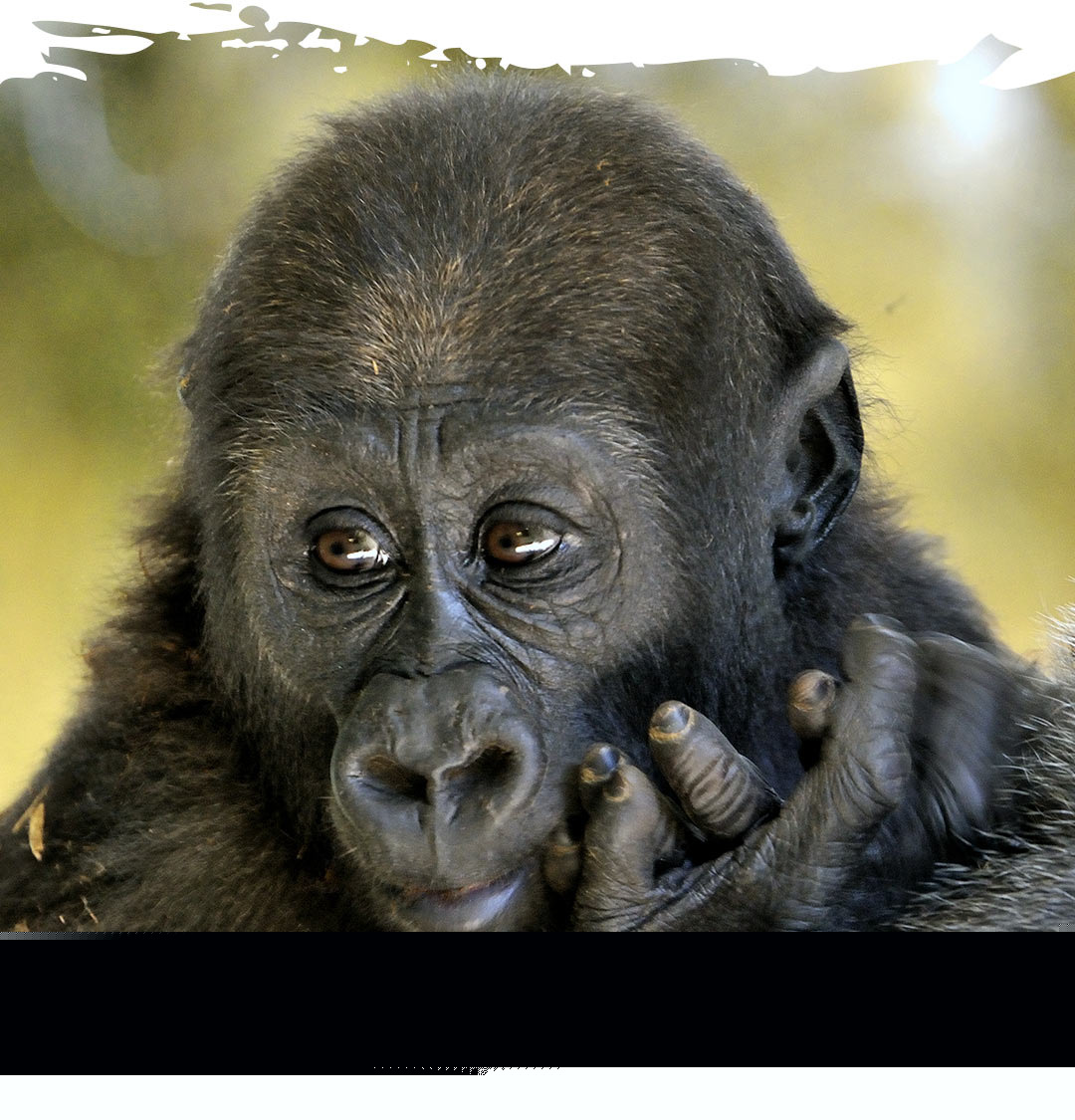 Young Nassir a Western lowland gorilla here at the Toronto Zoo