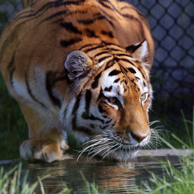 Toronto Zoo Tiger drinking from a pond