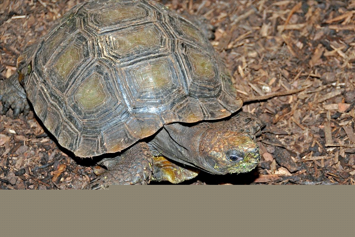 Asian Brown Tortoise