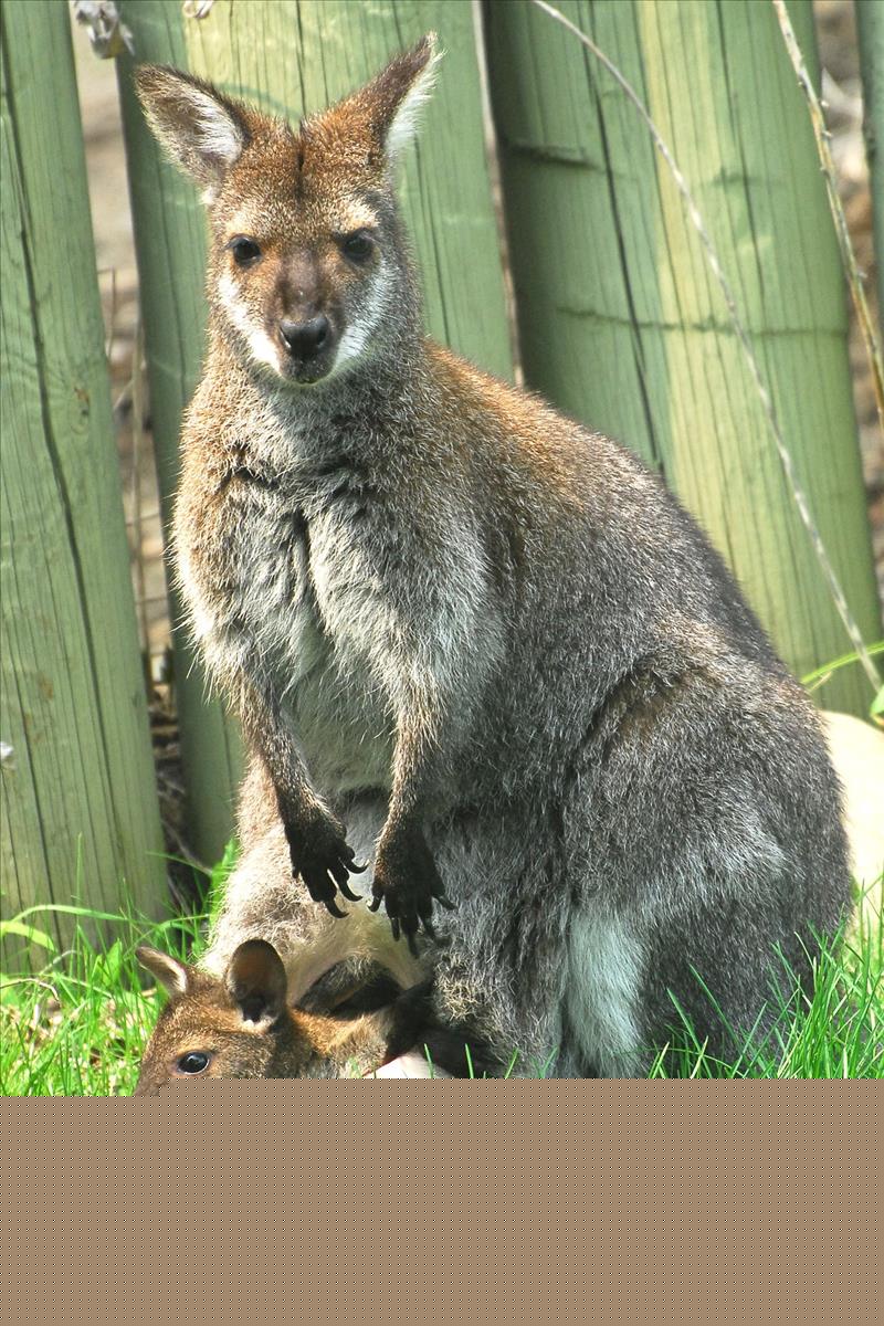 Bennetts Wallaby