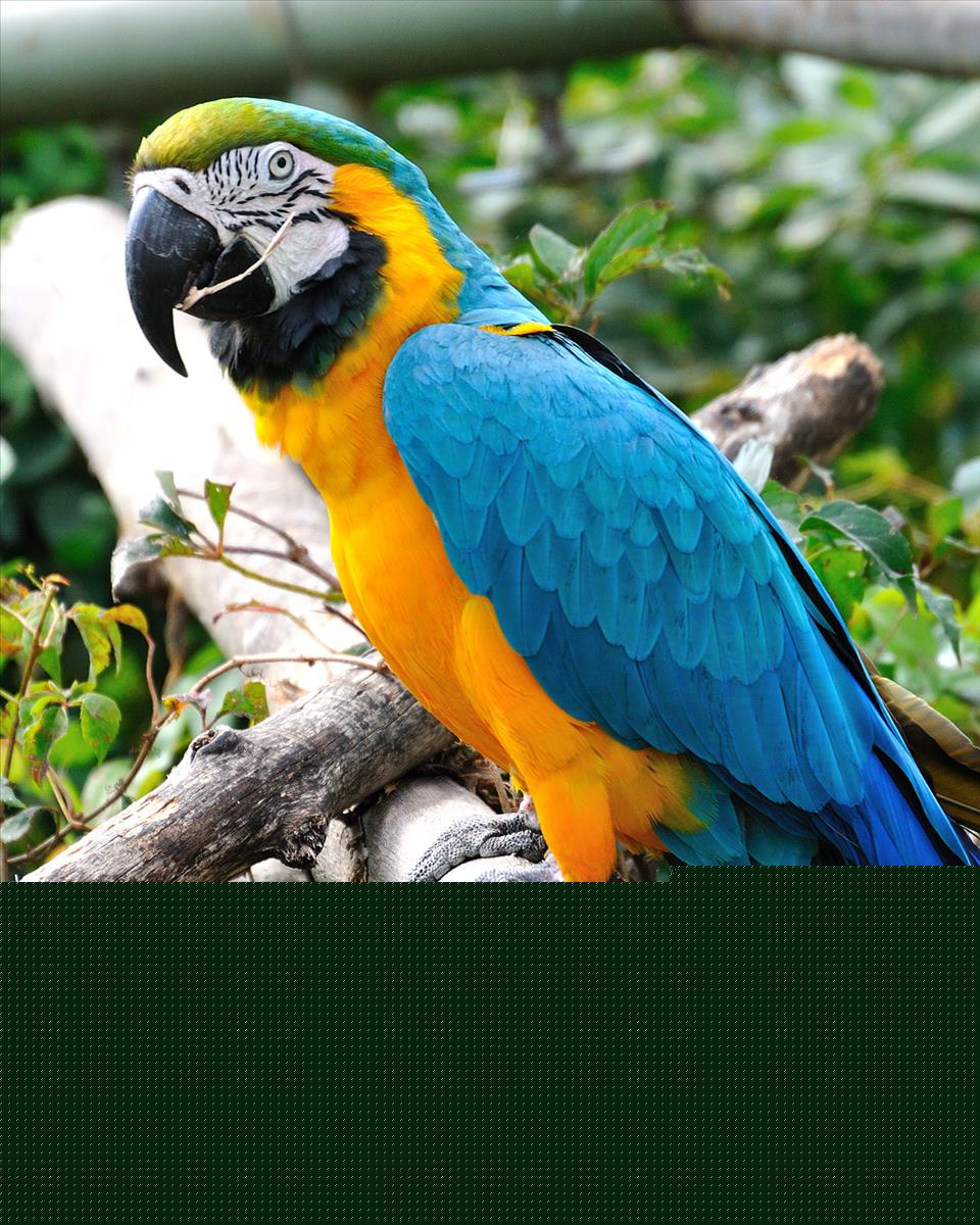Blue and Yellow Macaw