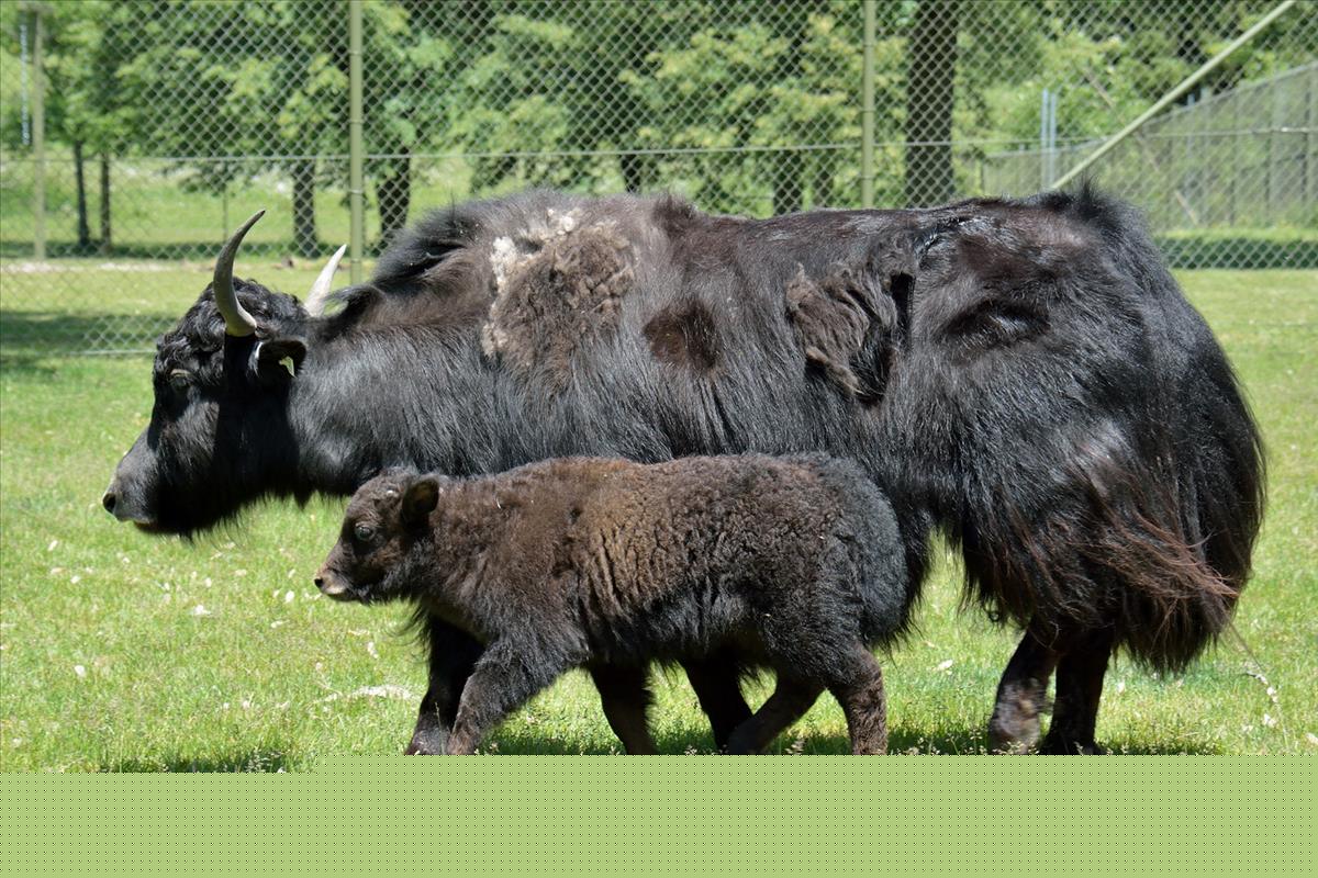 Yak