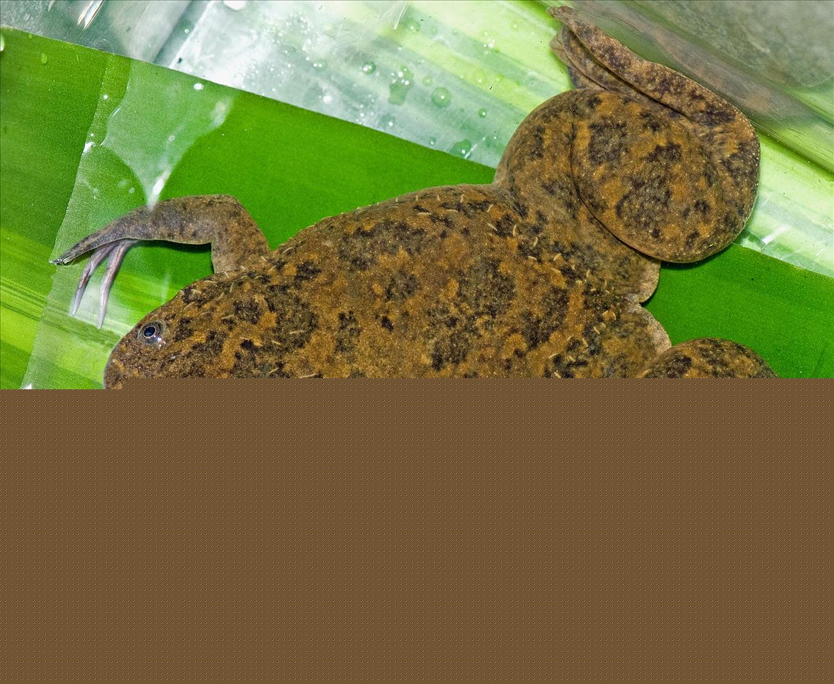 African Clawed Frog
