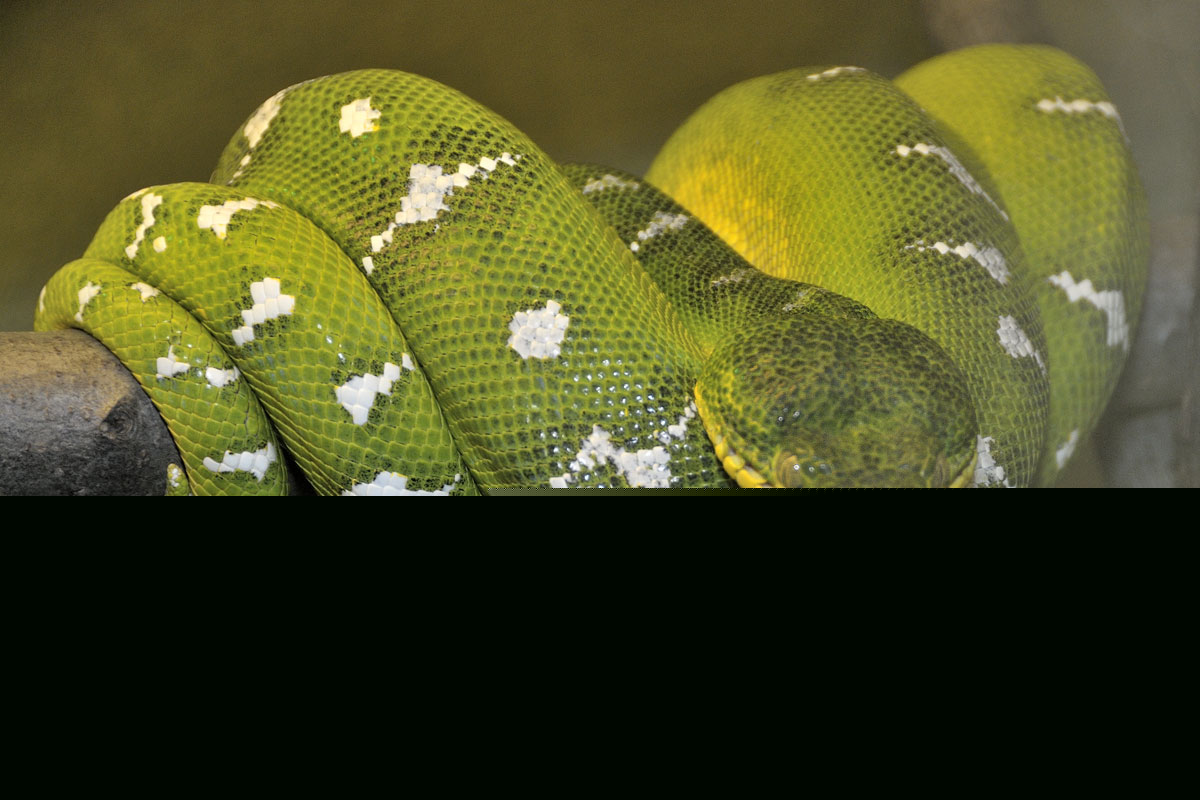 EmeraldTreeBoa
