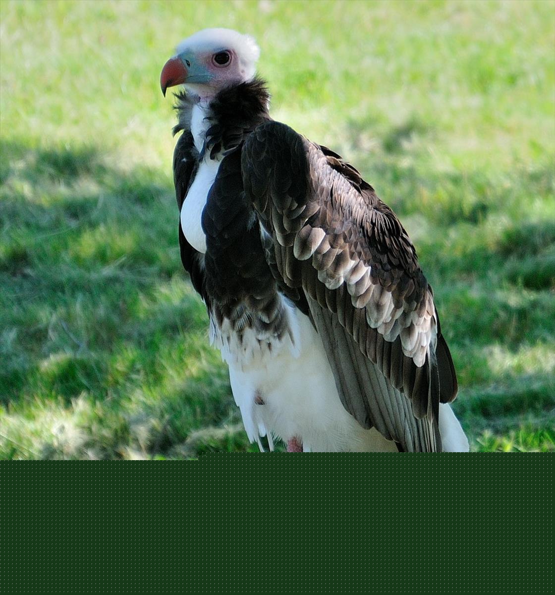 White-Headed Vulture