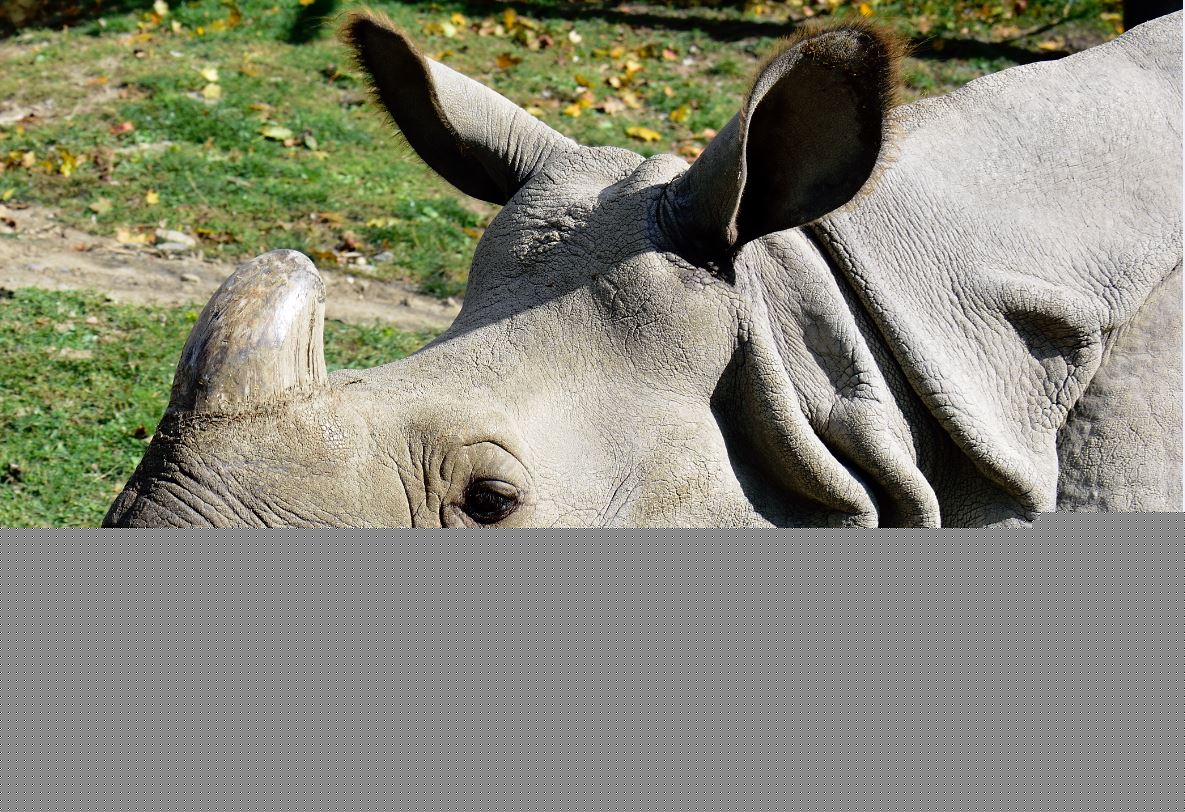 Greater One Horned Rhino
