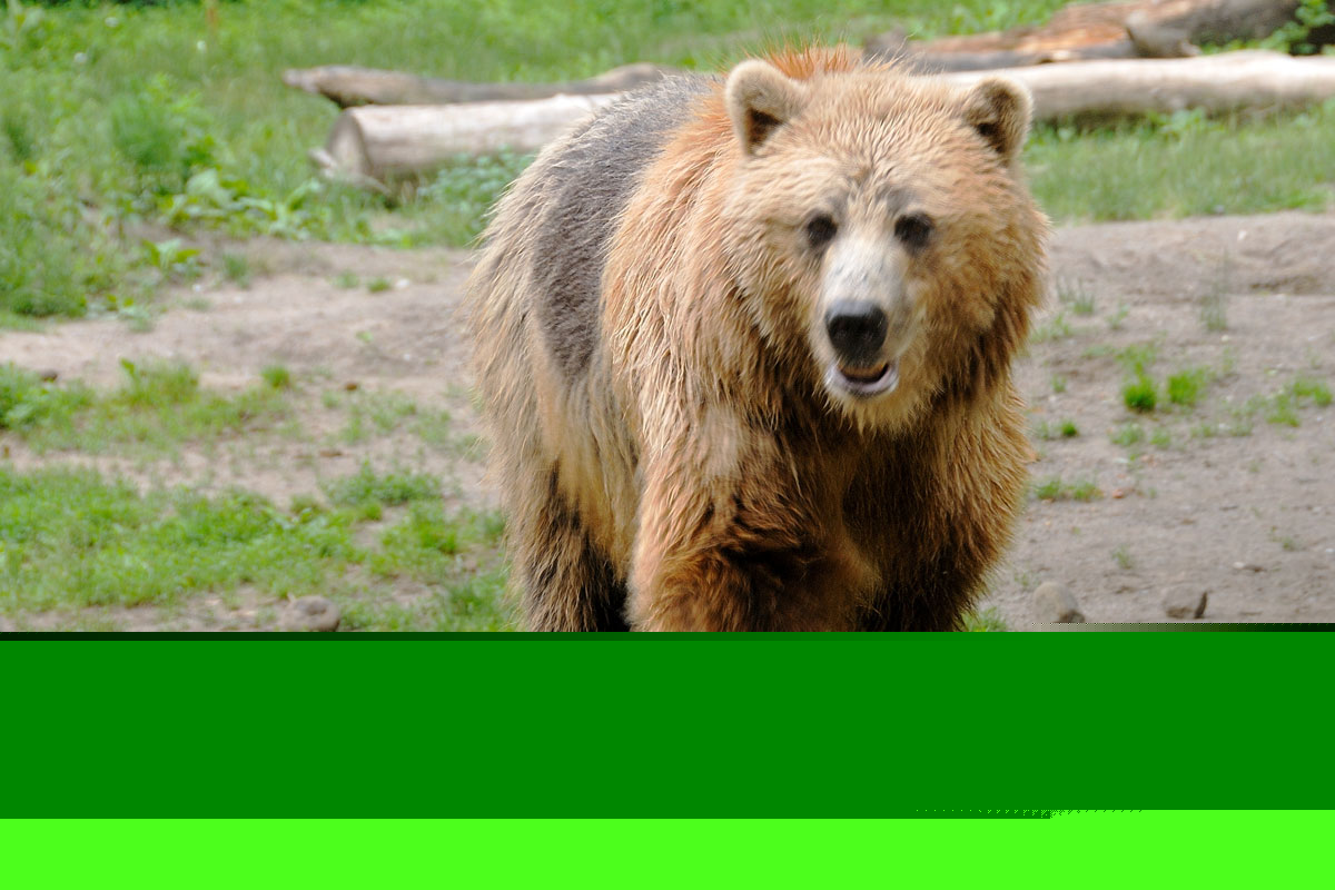 Grizzly Bear