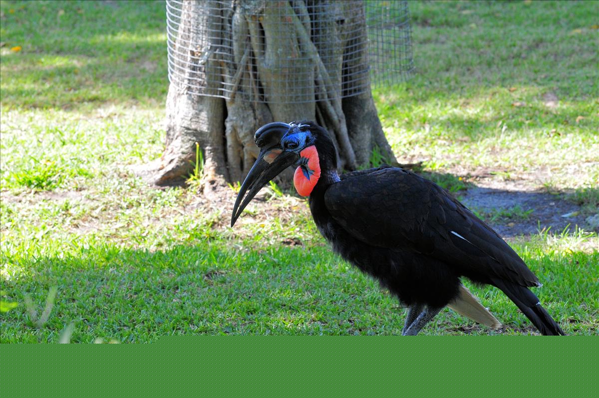 Southern Ground Hornbill