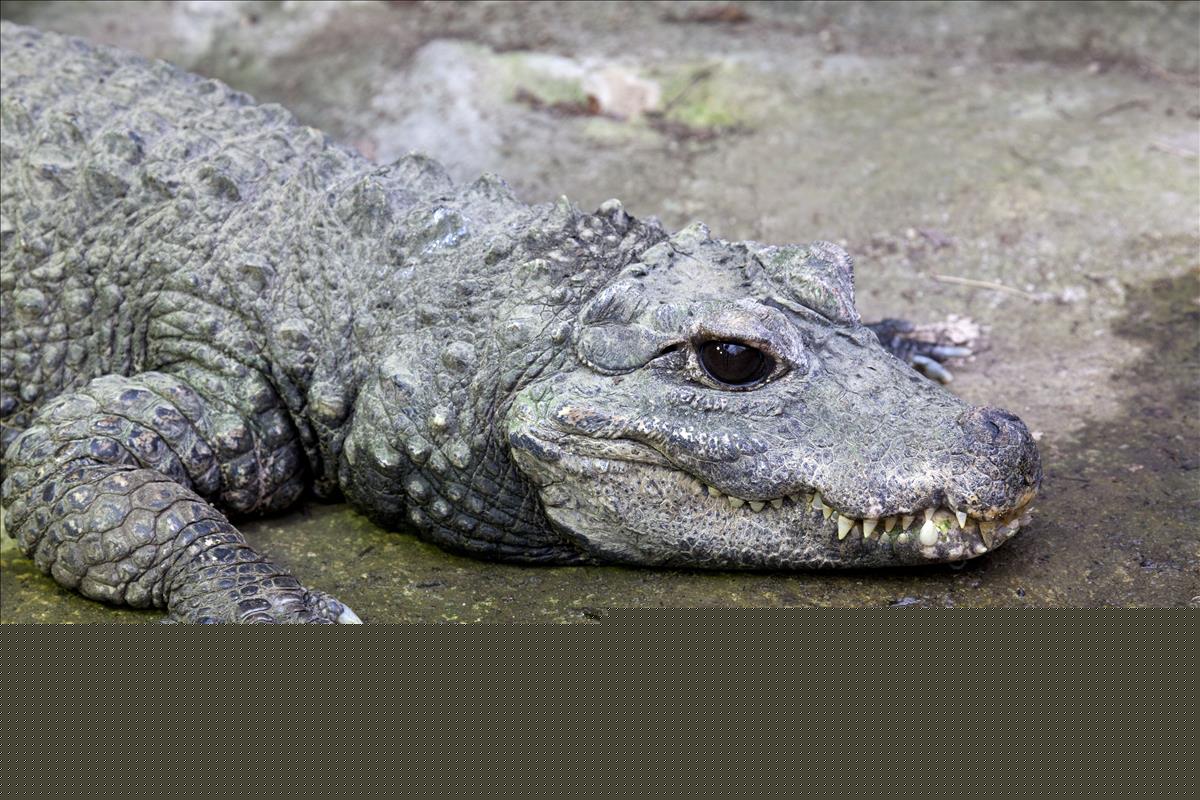 West African Dwarf Crocodile