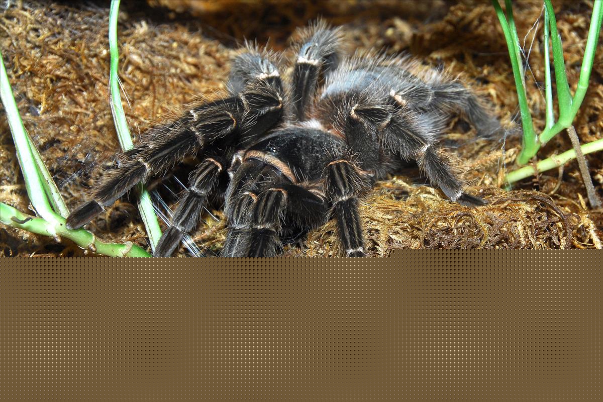 Giant Bird Eating Spider