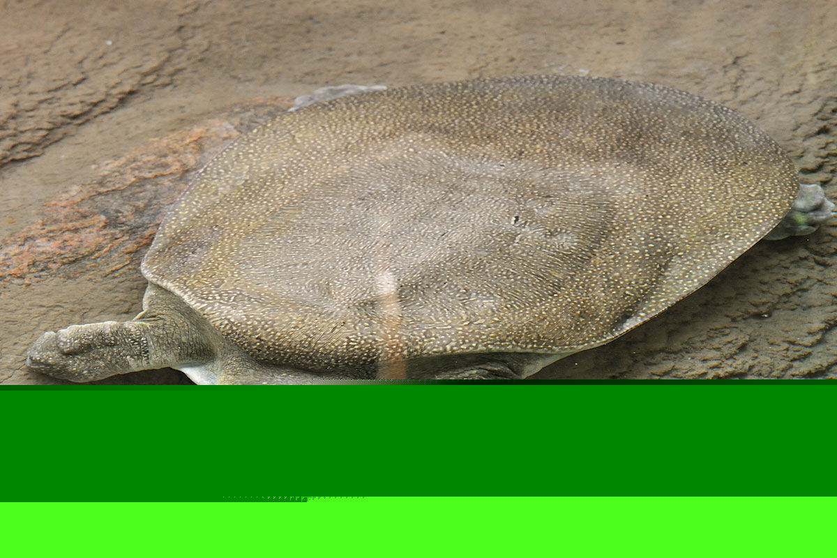 Nile Soft Shelled Turtle