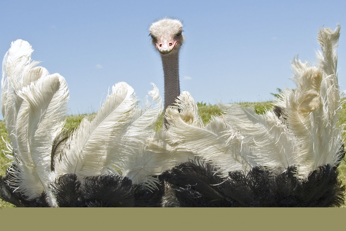 Ostrich