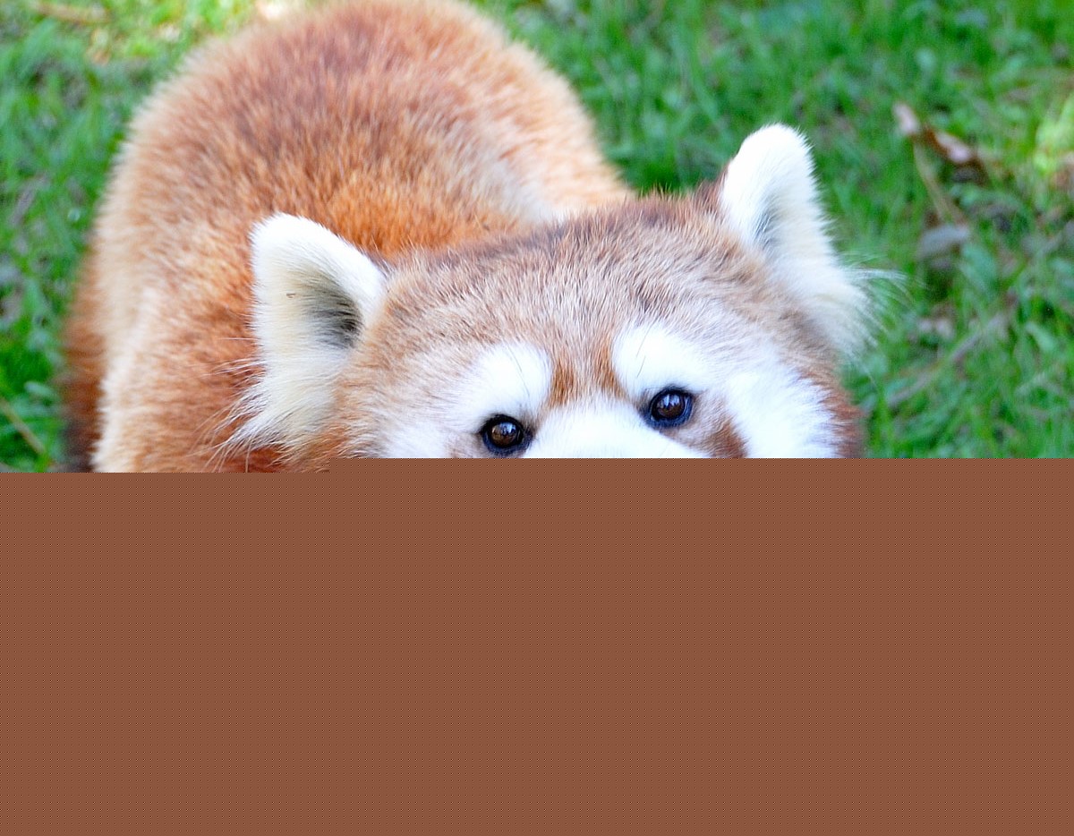 Red Panda
