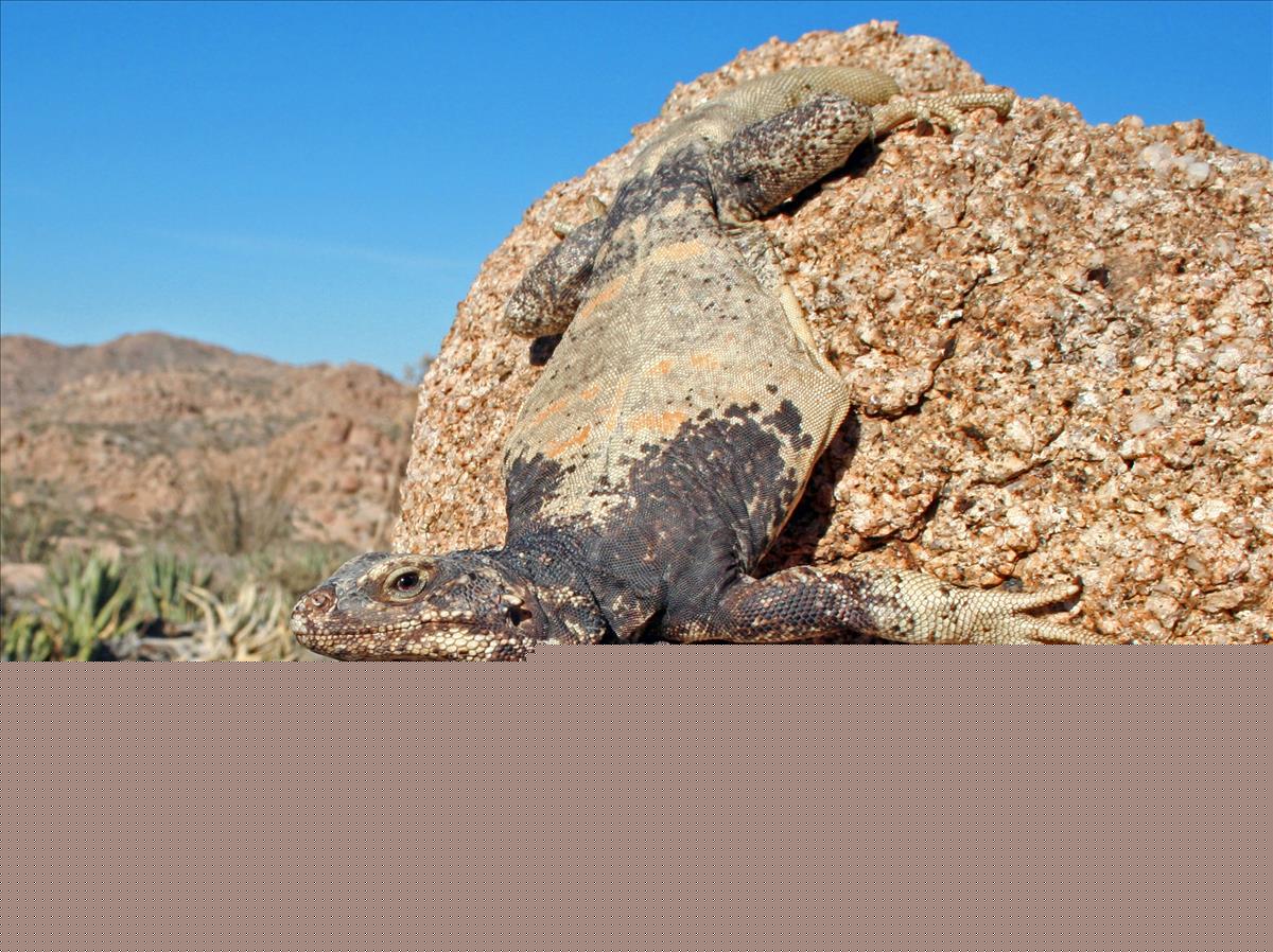 Chuckwalla
