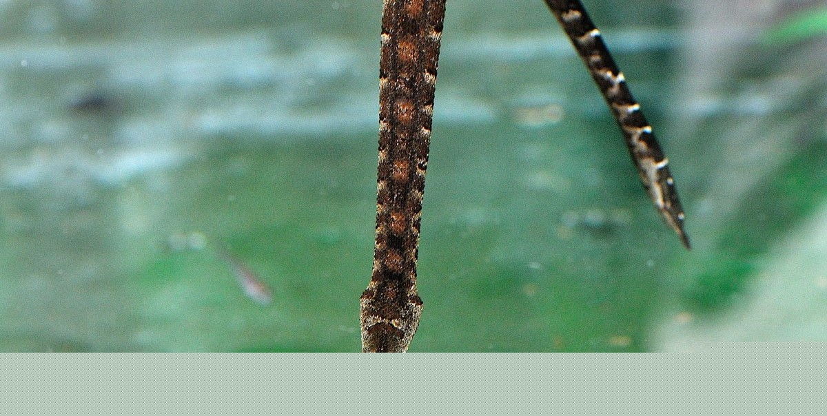 Tentacled Snake